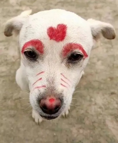 狗狗学化妆视频 狗狗化妆的图片大全