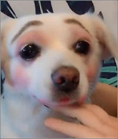 狗狗直播学化妆 狗狗直播学化妆可以吗